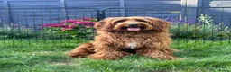 Australian Labradoodle dogs for sale: ⭐WALA Australian Labradoodles 2 pupps remaining ⭐ - Advert 7