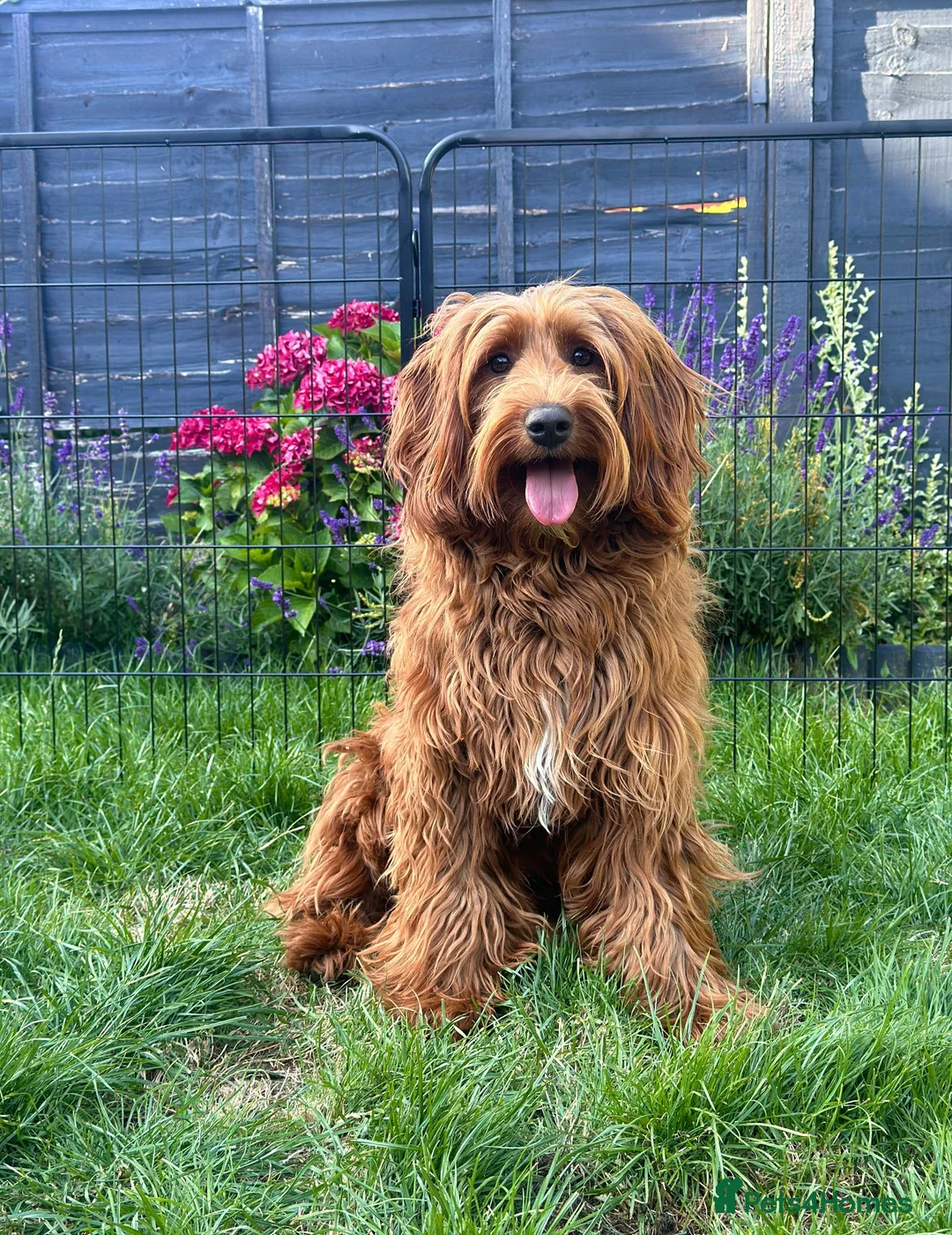 Australian Labradoodle dogs for sale: ⭐WALA Australian Labradoodles 2 pupps remaining ⭐ - Advert 7