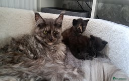 Maine Coon cats for sale: X2 maincoon cross girls - Image 5