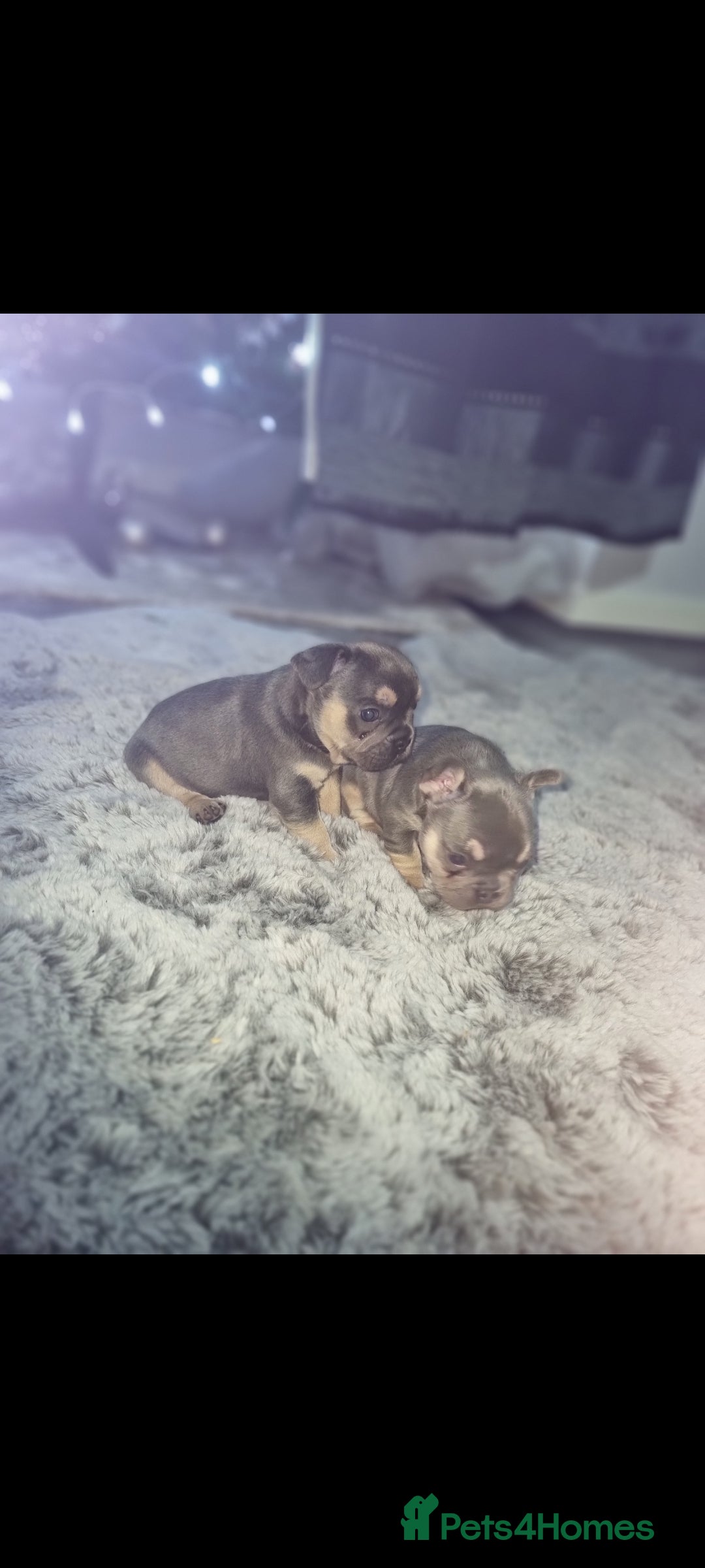 French Bulldog dogs Frenchbulldog puppies - Advert 1