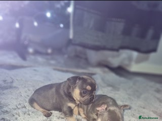 French Bulldog dogs Frenchbulldog puppies - Advert 1