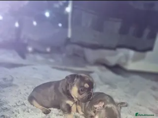 French Bulldog dogs Frenchbull dog puppies - Advert 15