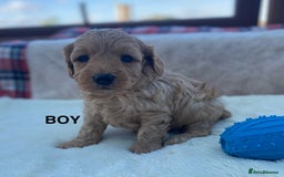 Cavapoo dogs for sale: F1B Cavapoo Puppies - Image 9