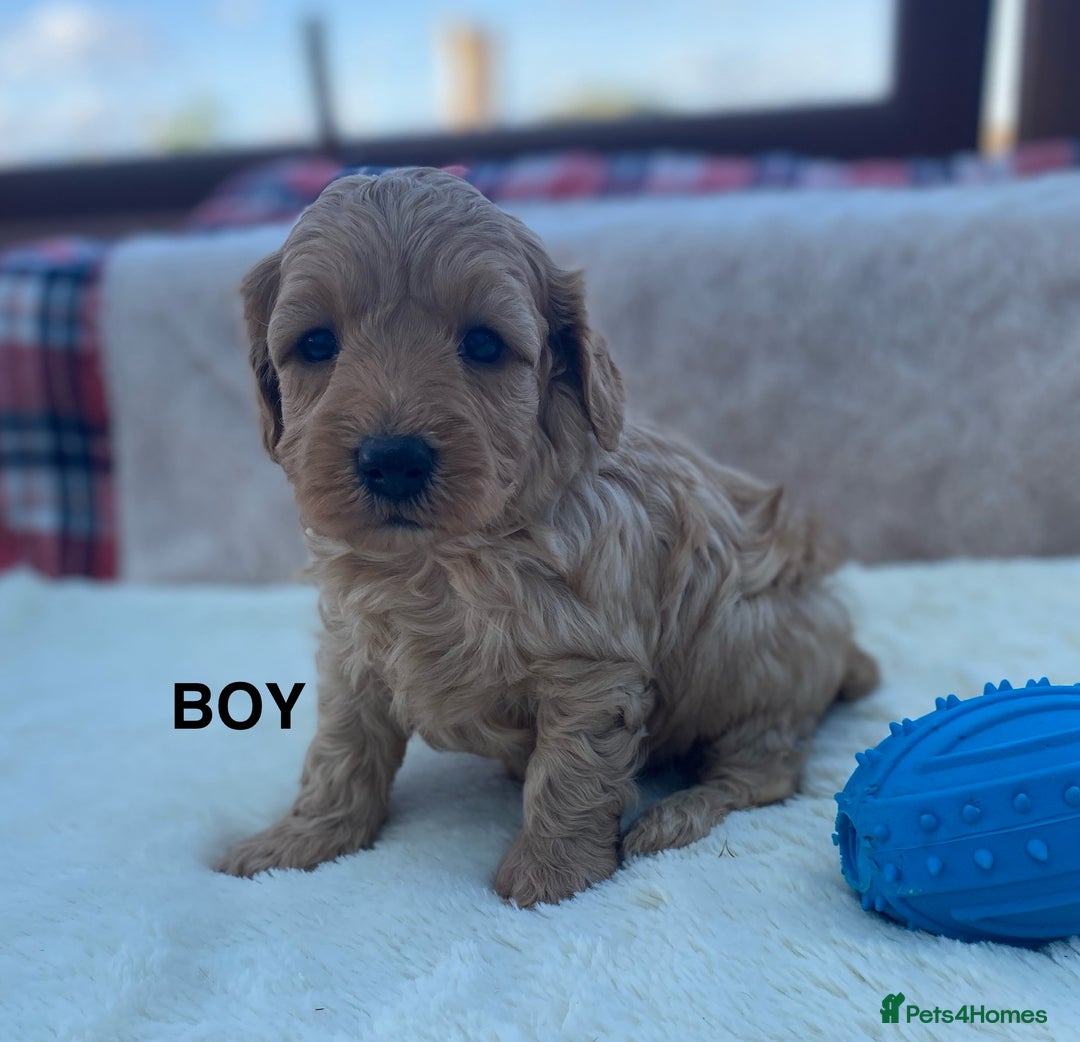 Cavapoo dogs for sale: F1B Cavapoo Puppies - Image 9