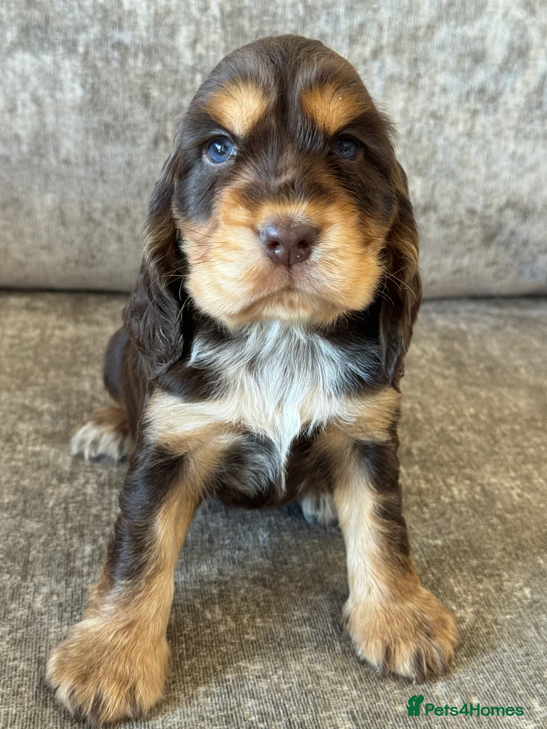 Cocker Spaniel dogs for sale: TRUE SHOWTYPE KC REGISTERED HEALTH TESTED - Advert 29