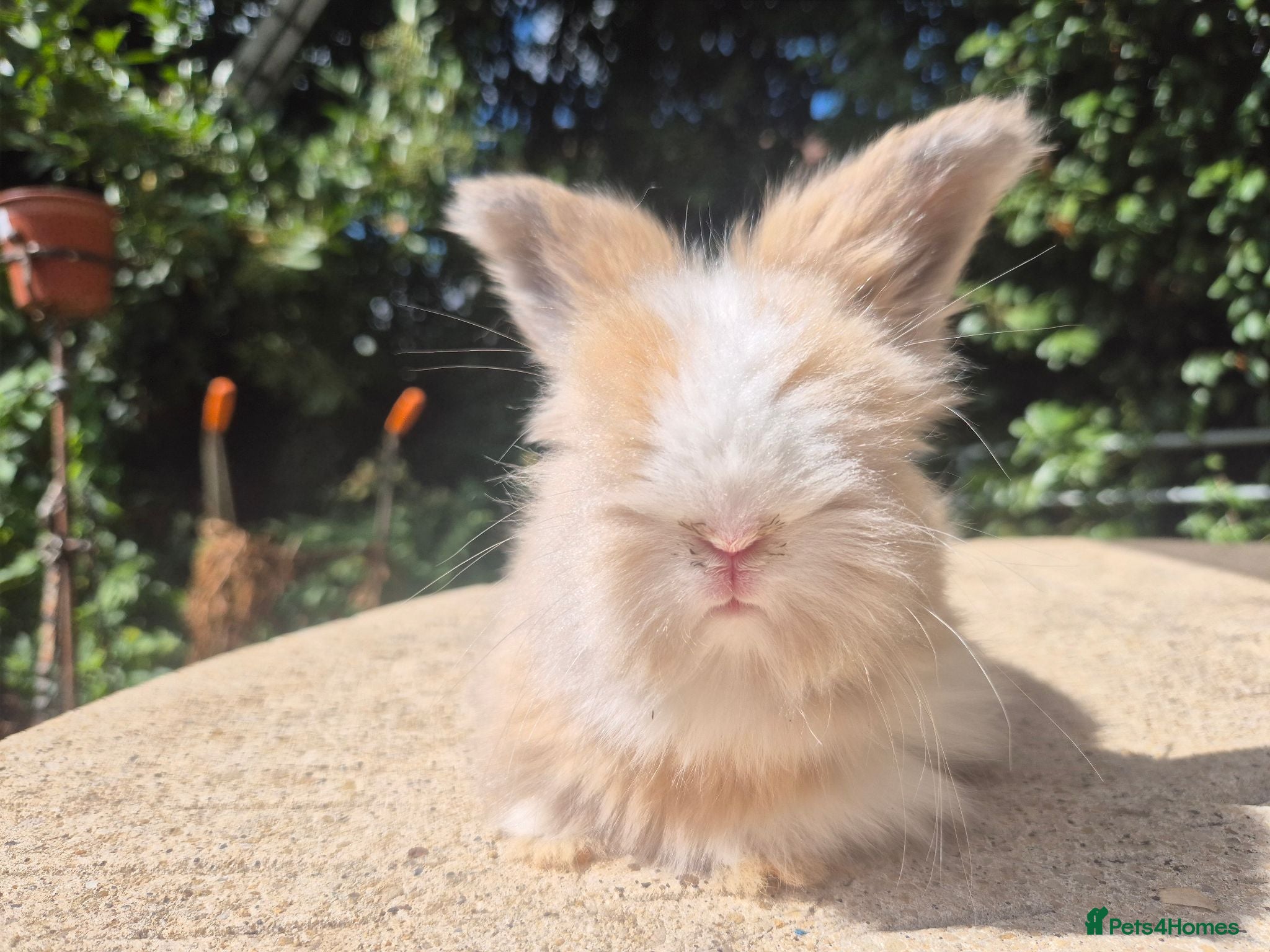 Angora rabbits 🩷 FULL FACE ANGORA BABIES- PARENTS FROM🇫🇷 - Advert 2
