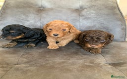 Cockapoo dogs for sale: F1 & F1b puppies. Health tested.  - Image 3