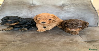 Cockapoo dogs - Advert 9