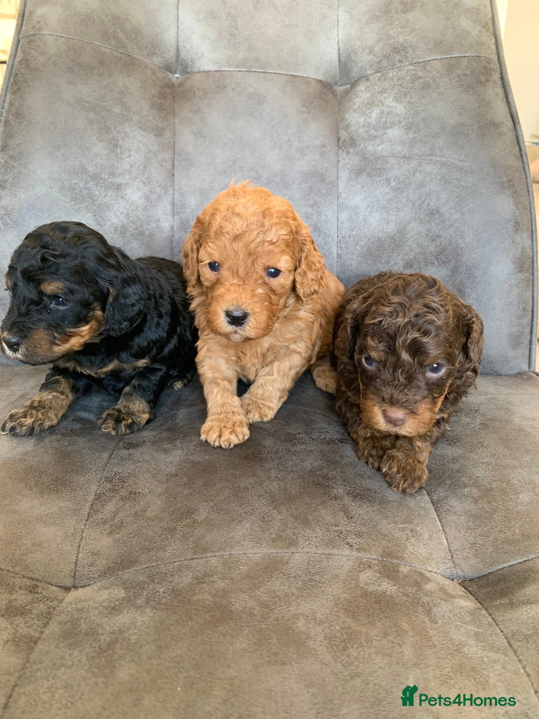 Cockapoo dogs for sale: F1 & F1b puppies. Health tested.  - Image 3
