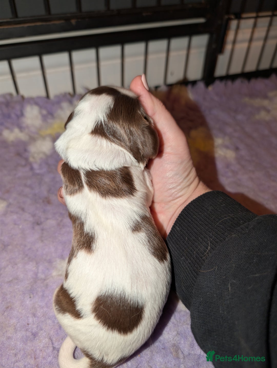 Cocker Spaniel dogs for sale: CHAMPION BLOODLINE SHOW COCKER BOY PUPPIES  - Advert 4