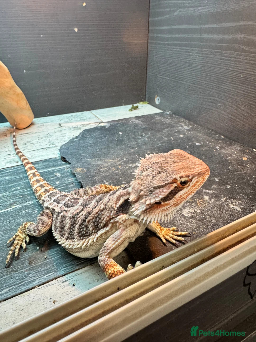Gecko reptiles for sale: Lizards for rehome  - lot to choose from  - Advert 2