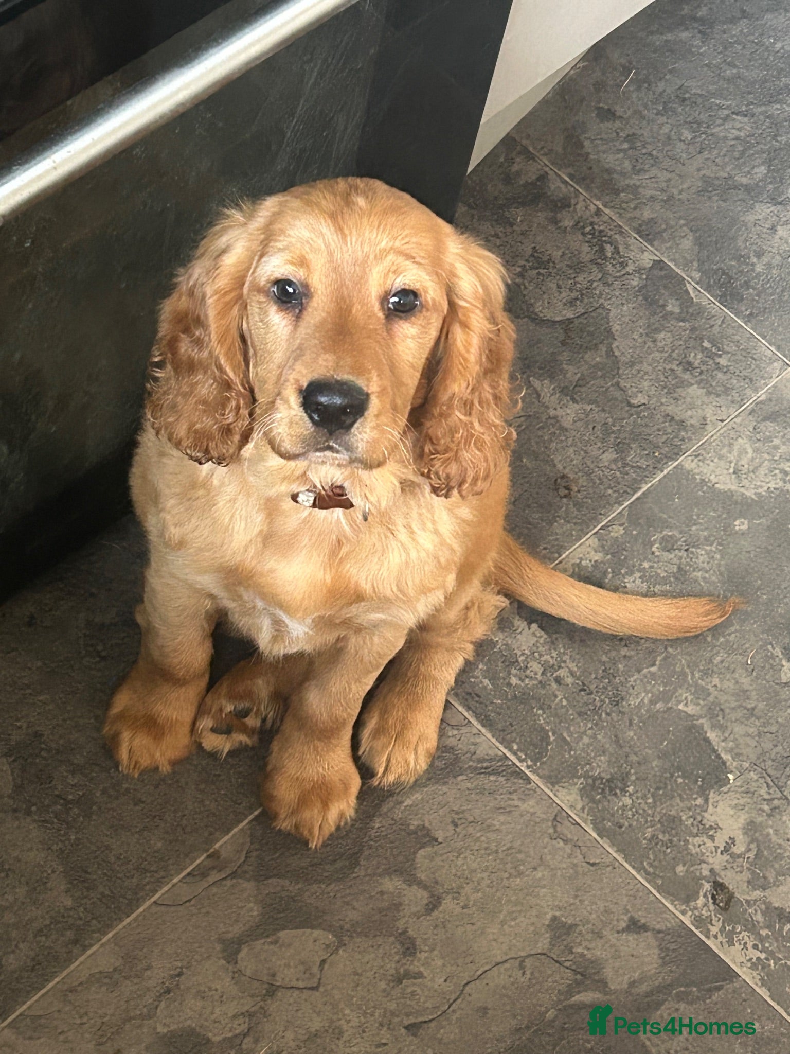 Cockapoo dogs Red show type spaniel boy left - Advert 13
