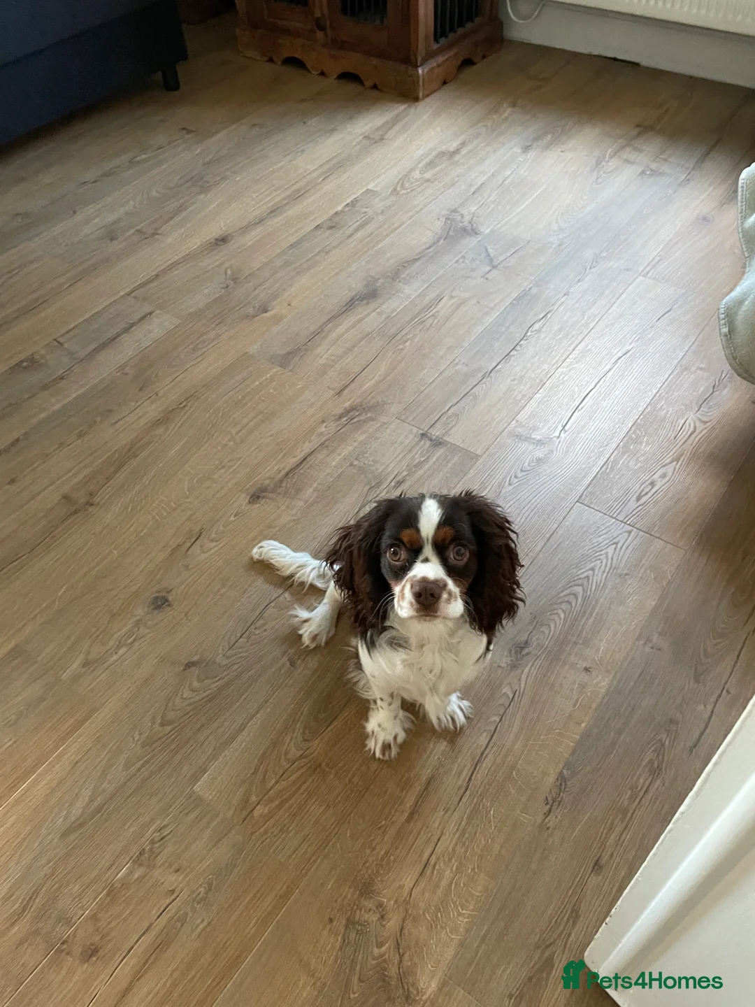 Cavalier King Charles Spaniel dogs for stud: Chocolate Tri cavalier  - Advert 2