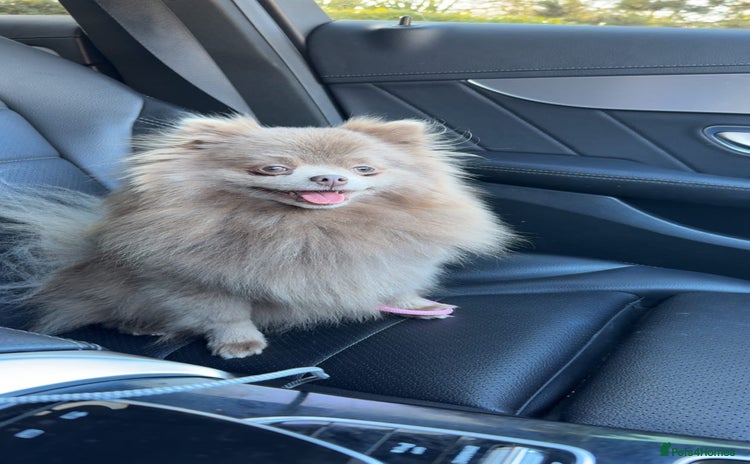 Pomeranian dogs in Leeds - Advert 1