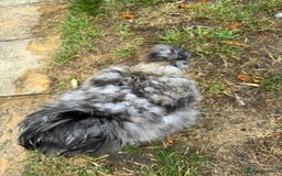 Chickens poultry for sale: 5 PURE BEARDED SILKIE COCKERELS  - Image 7
