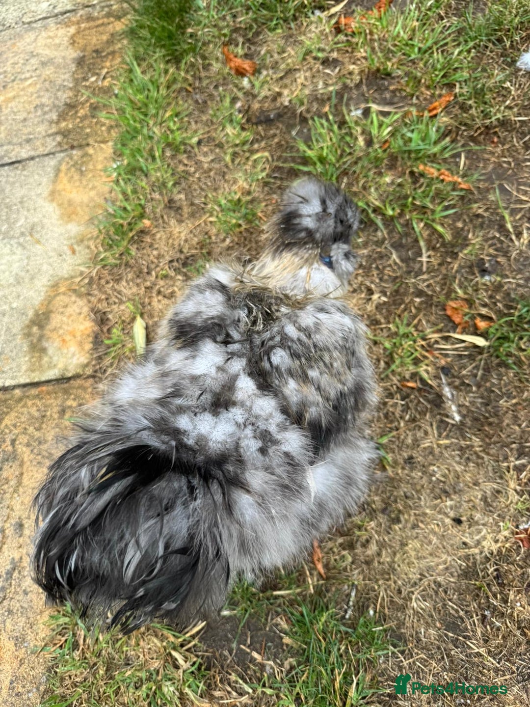 Chickens poultry for sale: 5 PURE BEARDED SILKIE COCKERELS  - Image 7