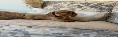 Cocker Spaniel Golden Girl