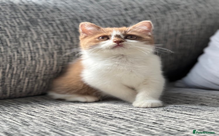 British Shorthair cats in Wirral - Advert 15