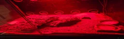 Leopard Gecko reptiles for sale: Leopard gecko for sale  in Doncaster - Advert 10
