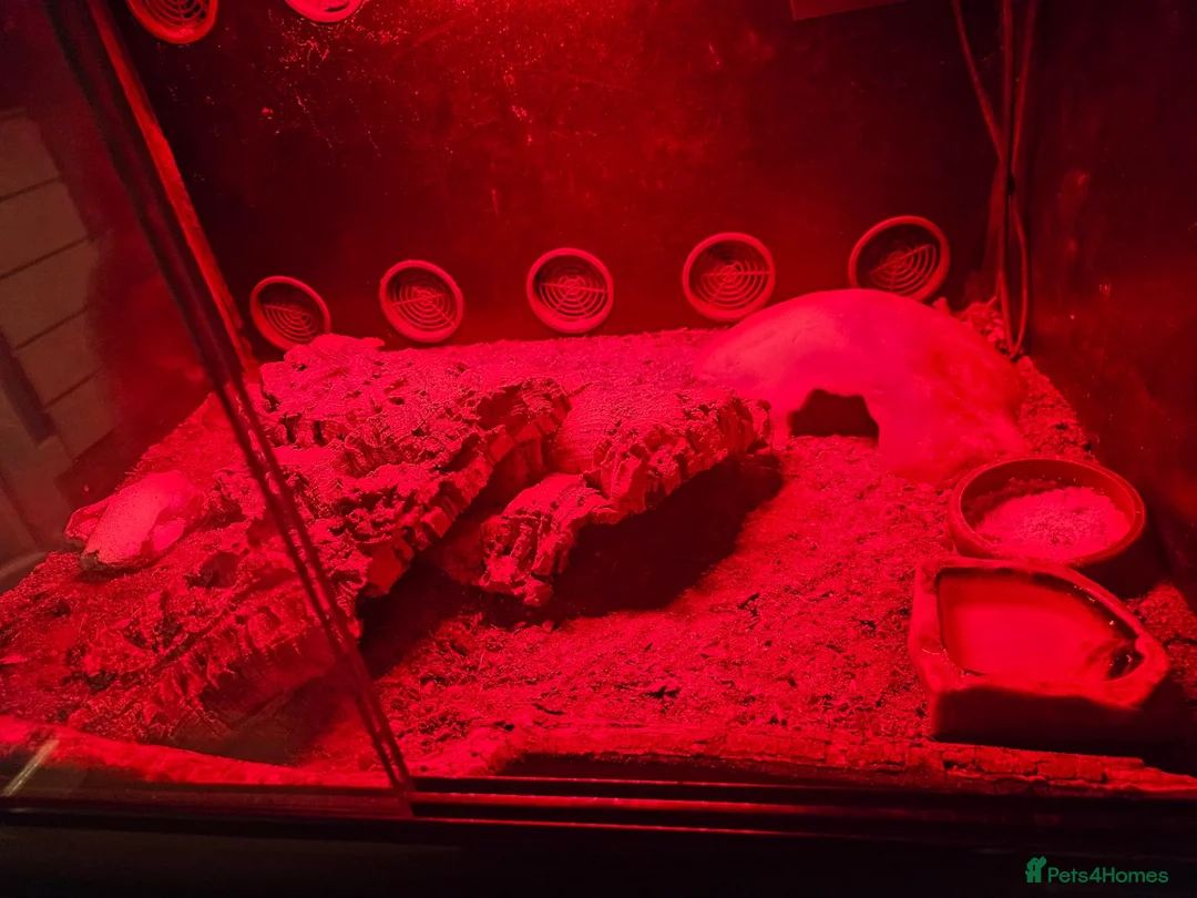 Leopard Gecko reptiles for sale: Leopard gecko for sale  in Doncaster - Advert 10