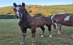 Other Breed horses for sale: Beautiful Homebred Colt  - Image 1