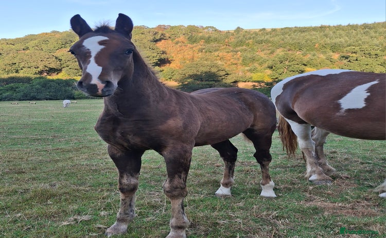 Other Breed horses - Advert 1
