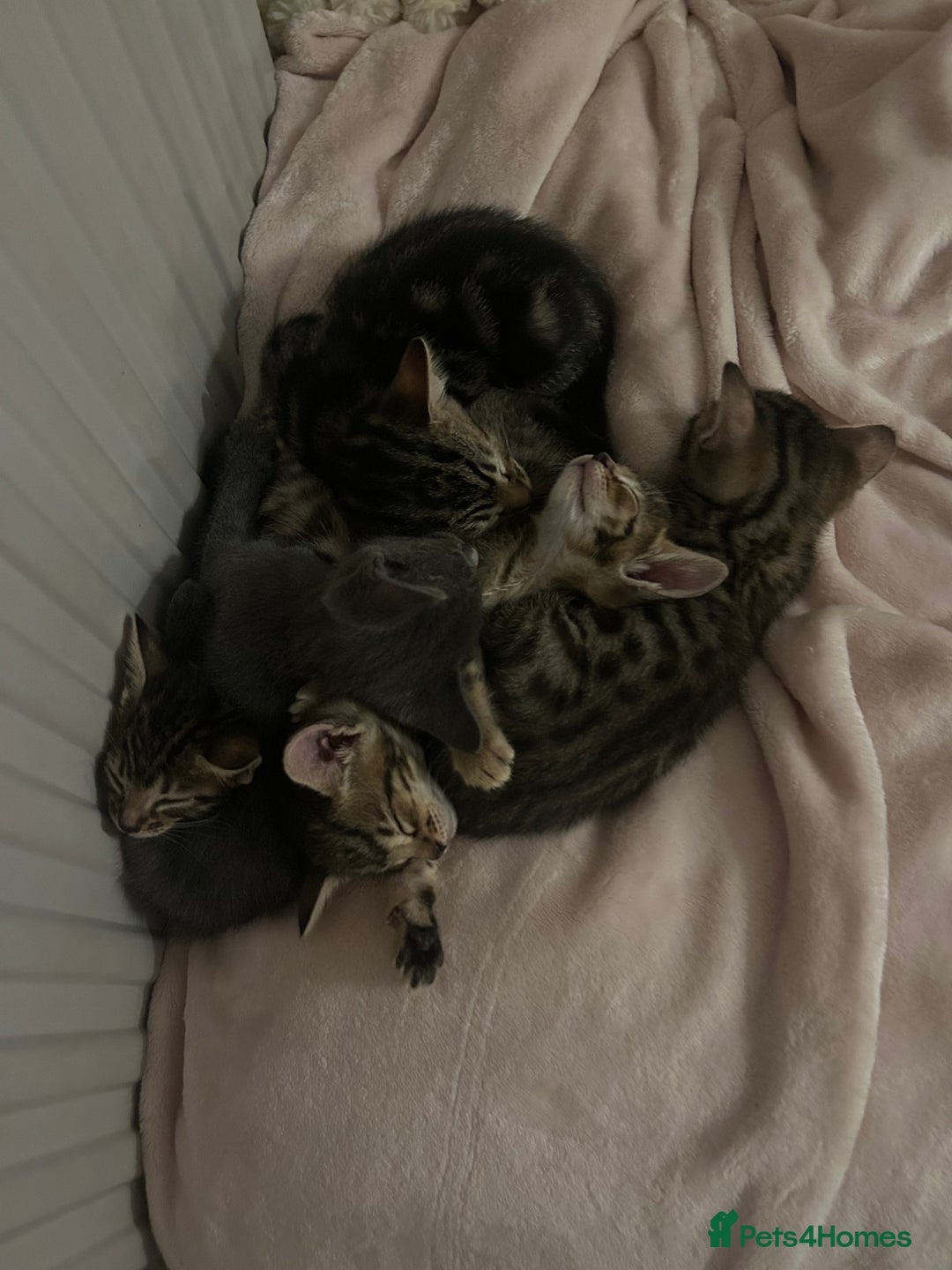 Mixed Breed cats for sale: Oriental cross kittens  - Advert 4