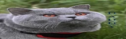 British Shorthair cats for sale: BRITISH SHORTHAIR - Full Pedigree/Registered - Advert 17