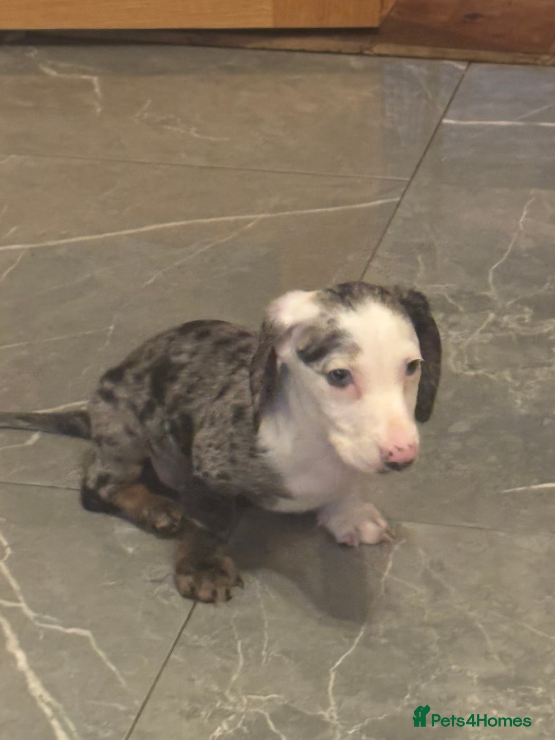 Miniature Dachshund dogs for sale: One adorable piebald male dachshund ready to go  - Advert 10