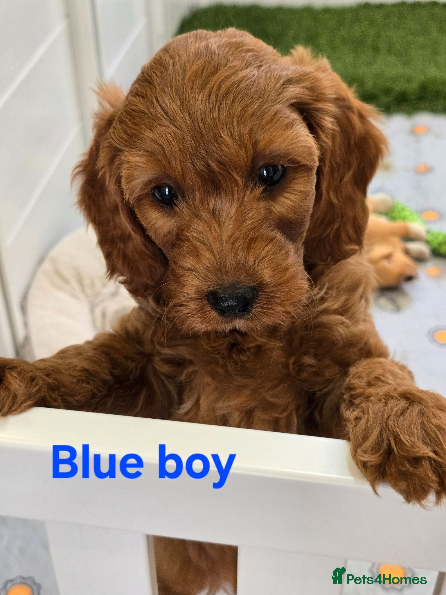 Cavapoo dogs MiniatureF1B💥DNAHealthTestedParents💥FamilyRaised - Advert 2