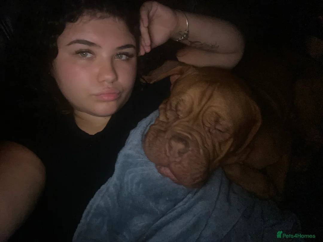 Dogue De Bordeaux dogs for sale: Hoochy poochy  - Advert 9