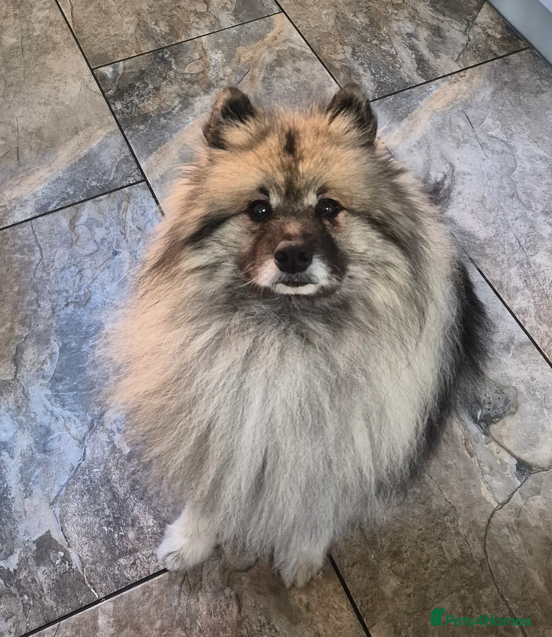 Keeshond dogs for sale: Keeshond girls x 2 - Advert 2
