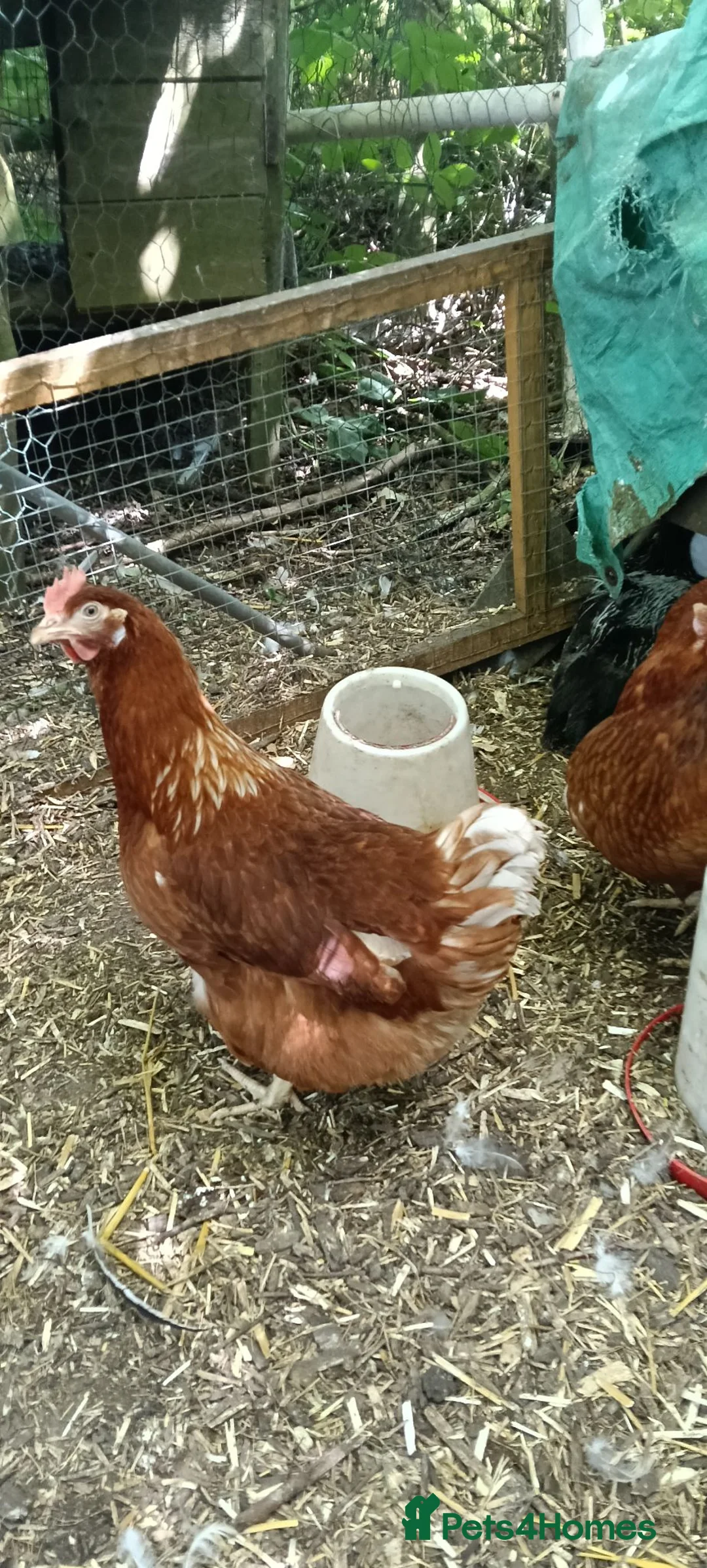 Chickens poultry for sale: Red ranger POL hens for sale  in Solihull - Advert 2