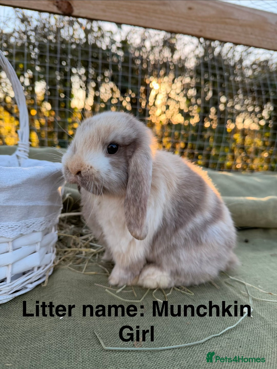 Mini Lop rabbits for sale: Mini Lop bunnies  - Advert 27