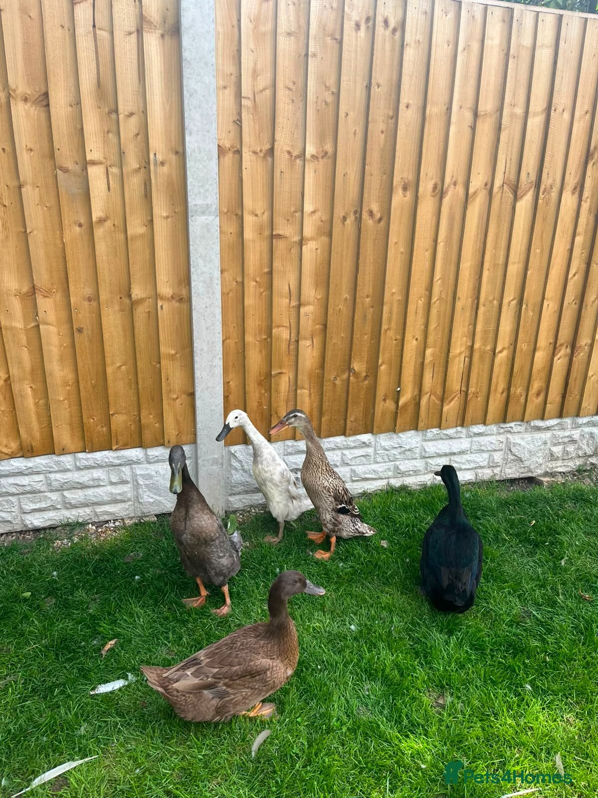 Ducks poultry 🦆 DUCKLINGS FOR SALE 🦆 - Advert 11