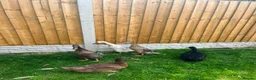 Ducks poultry for sale: 🦆 DUCKLINGS FOR SALE 🦆 in Castleford - Advert 1