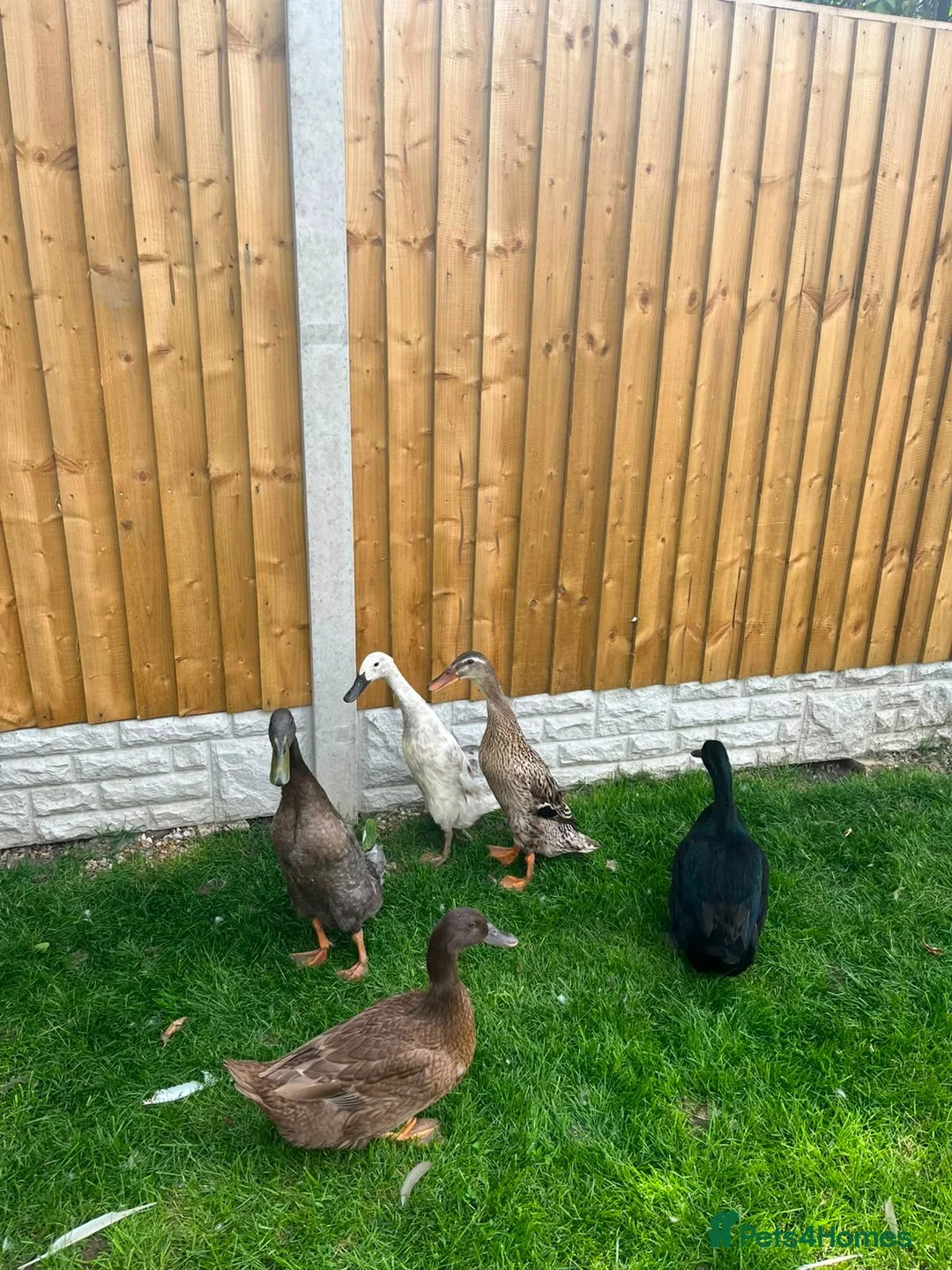 Ducks poultry for sale: 🦆 DUCKLINGS FOR SALE 🦆 in Castleford - Advert 1