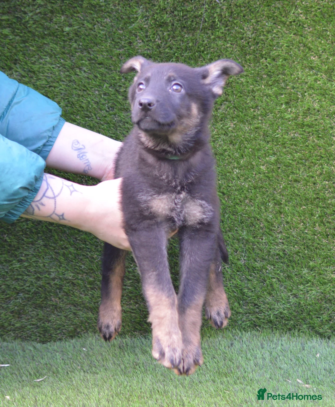 German Shepherd dogs for sale: KC Registered Working Line German Shepherd Puppies - Advert 3