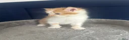 Mixed Breed cats for sale: Playful kittens for sale - Advert 16