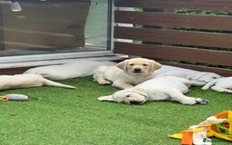 Labrador Retriever dogs for sale: 9 KC Registered White/Yellow Labrador puppies in Prestatyn - Image 1