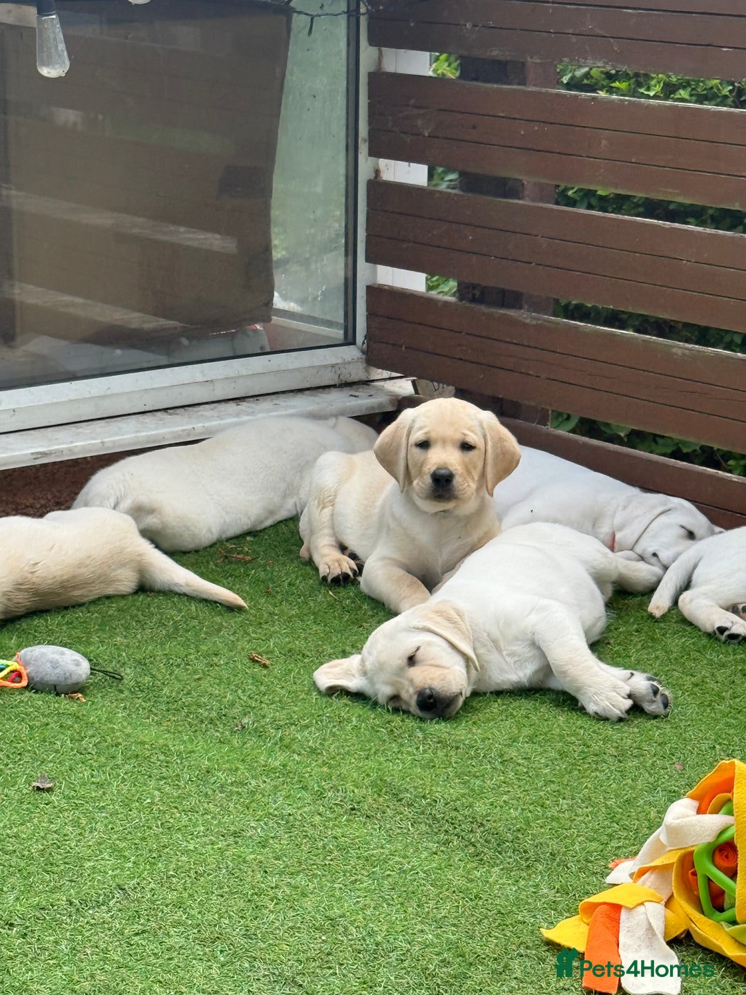 Labrador Retriever dogs for sale: 9 KC Registered White/Yellow Labrador puppies in Prestatyn - Image 1