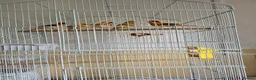 Canaries birds for sale: Harlequin canarys  - Advert 5