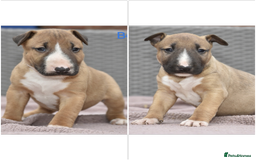 English Bull Terrier dogs for sale: Exceptional english bull terrier puppies  - Image 1
