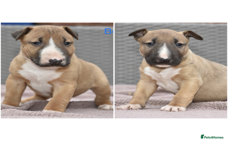 English Bull Terrier dogs - Advert 1