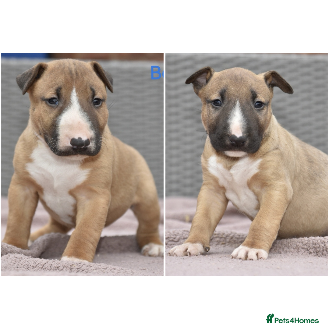 English Bull Terrier dogs for sale: Exceptional english bull terrier puppies  - Image 1