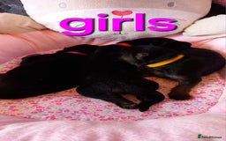 German Shepherd dogs for sale: Excellent Long-Haired German Shepherd Puppies-KC - Image 3