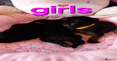 German Shepherd dogs - Advert 13