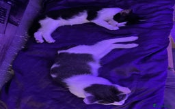 LaPerm cats for sale: Mixed breed blue and white kittens - Image 4
