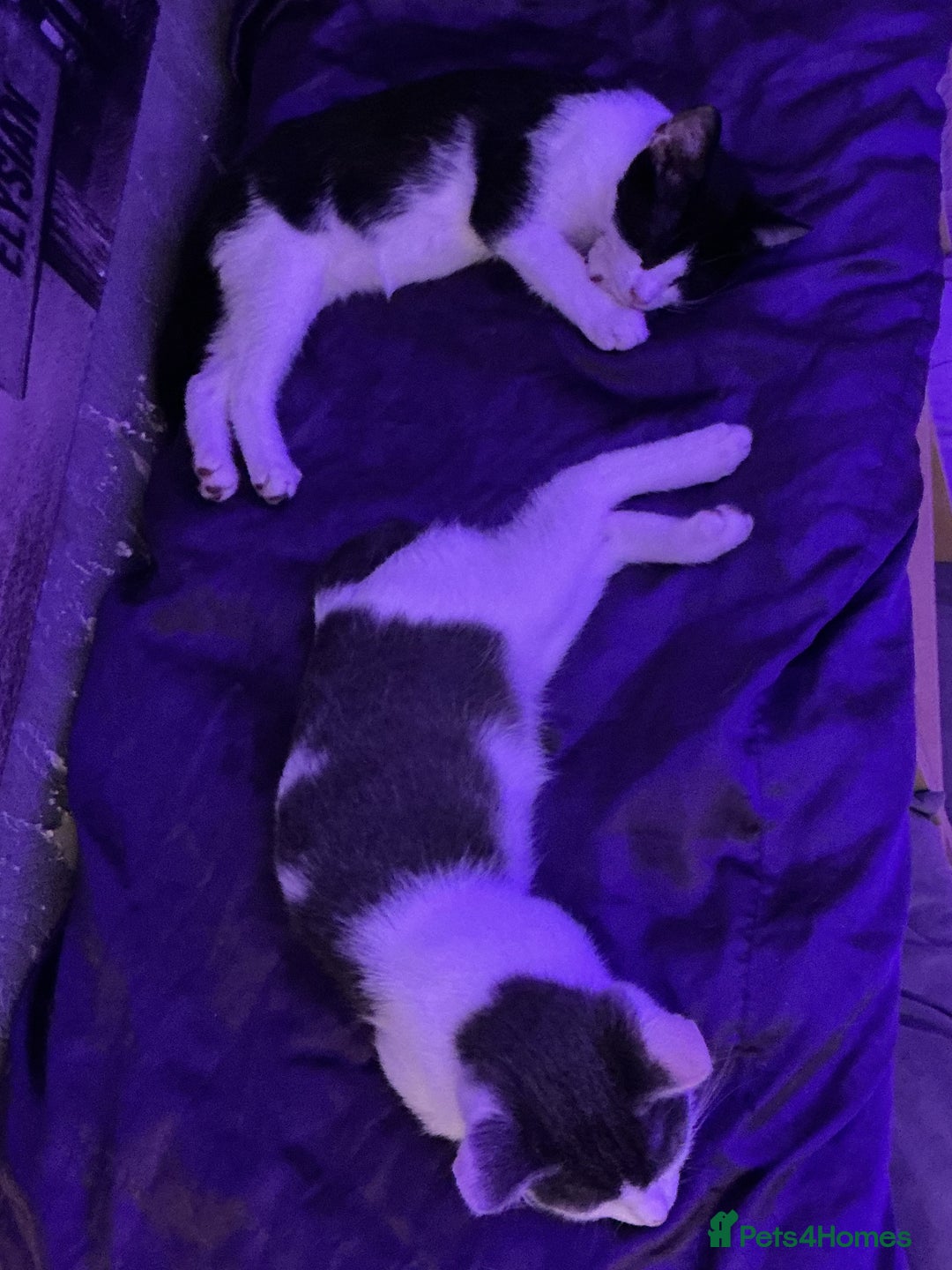 LaPerm cats for sale: Mixed breed blue and white kittens - Image 4