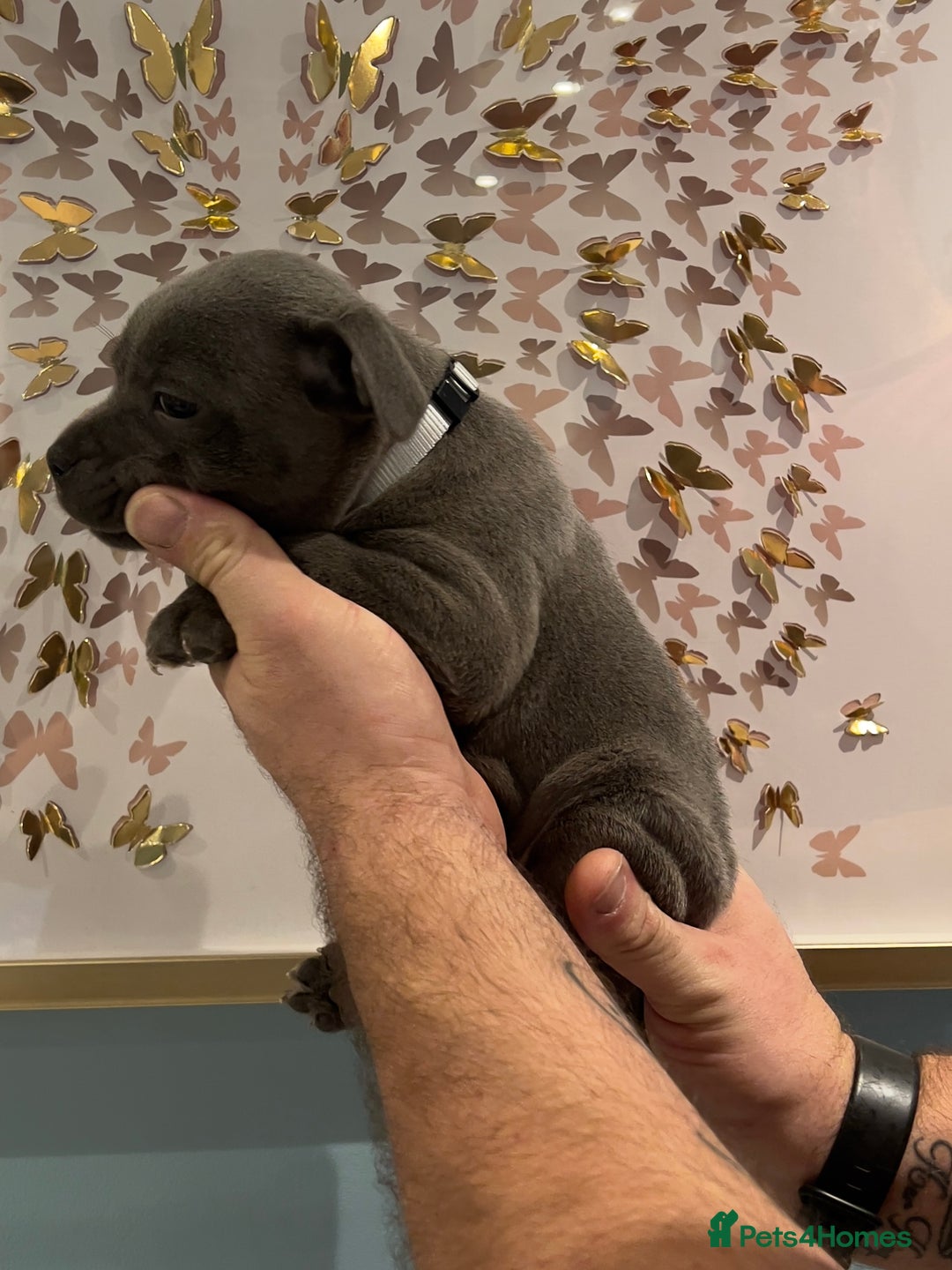 Staffordshire Bull Terrier dogs for sale: Adorable BLUE KC Pups *BULLSCAFF BLOODLINE* - Advert 10